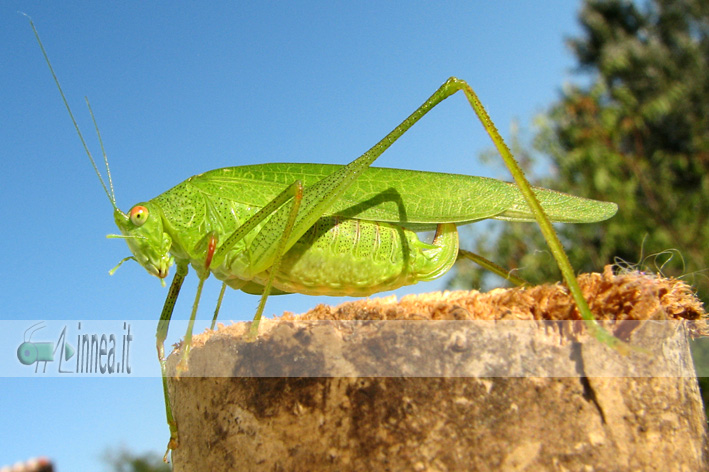Phaneroptera falcata